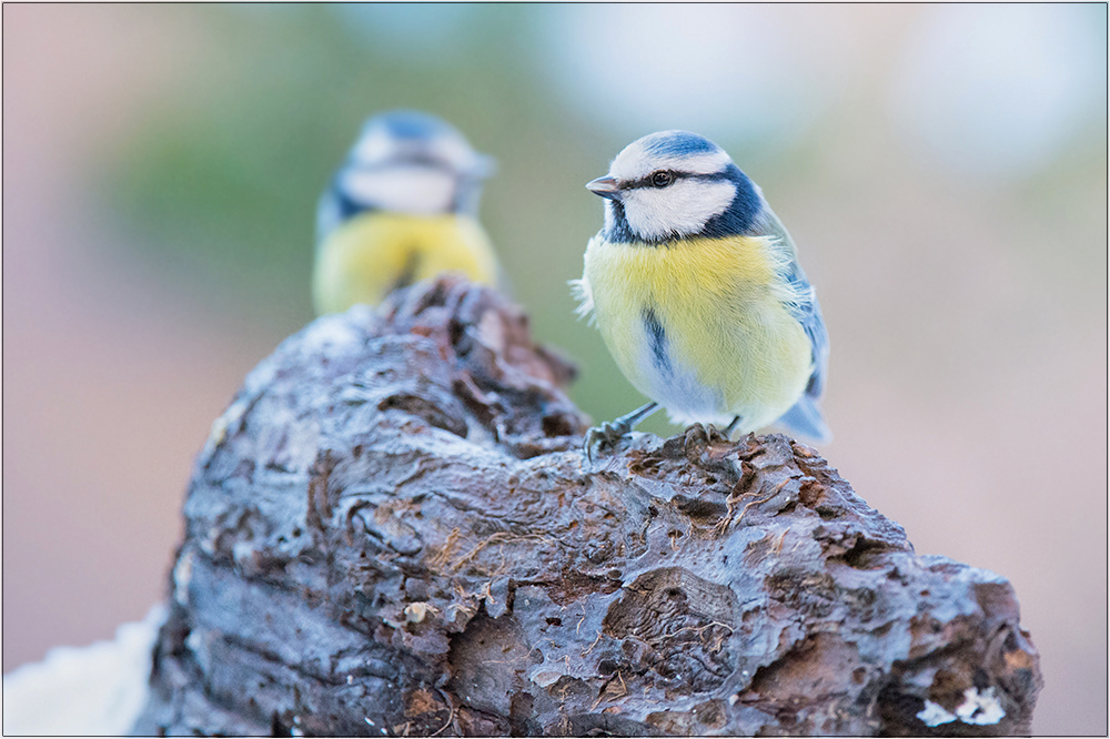 Blaumeisen im Winter
