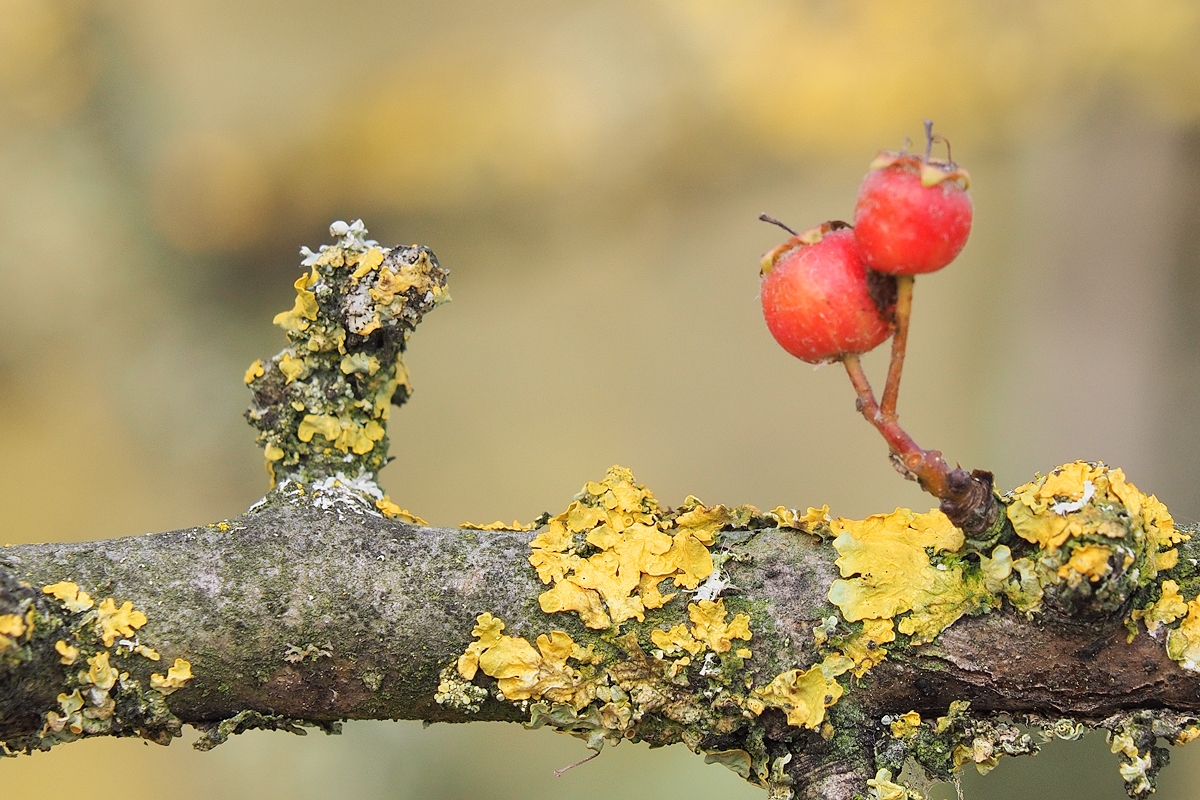 Flechten und Beeren