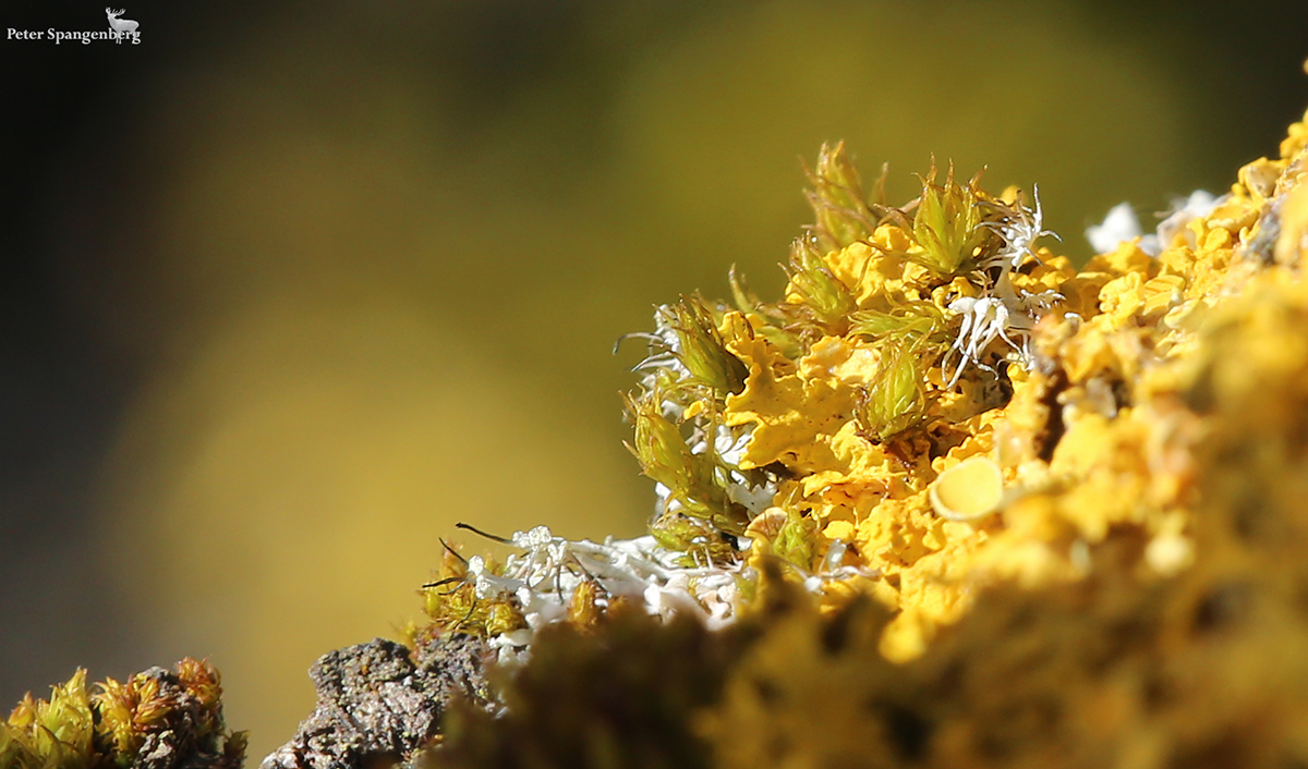 Goldene Farben Anfang Februar