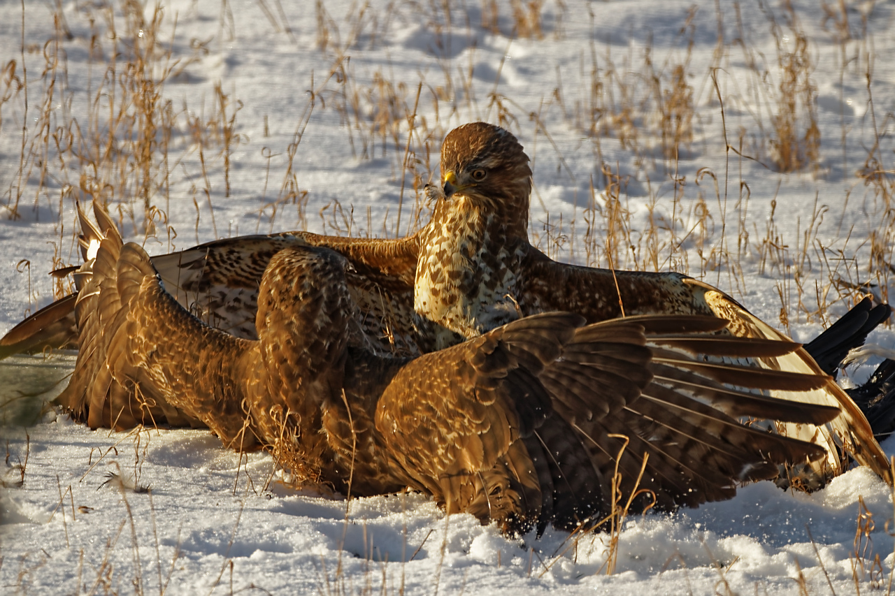 Mäusebussard (Buteo buteo)