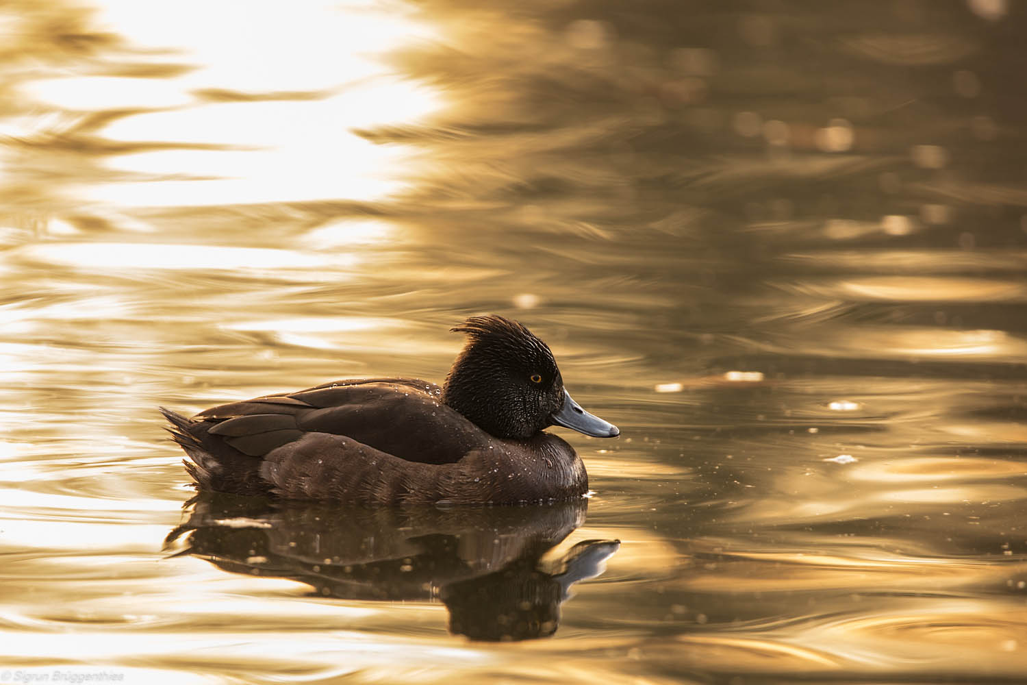 Goldener Morgen