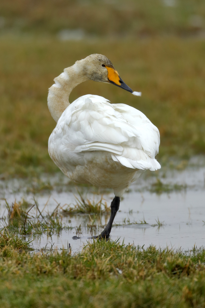 Putzpause beim leicht verdreckten Altschwan...