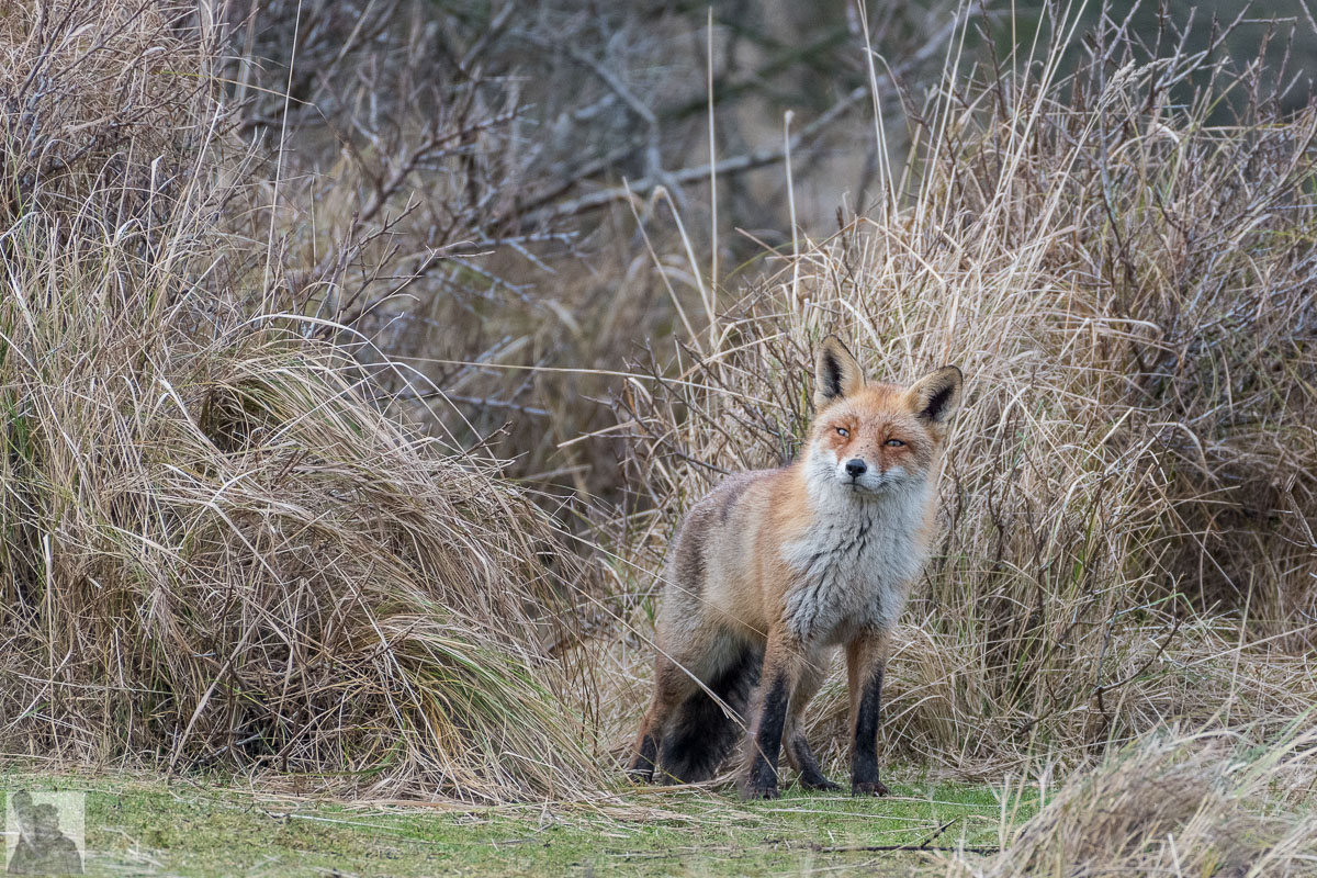 Vulpix
