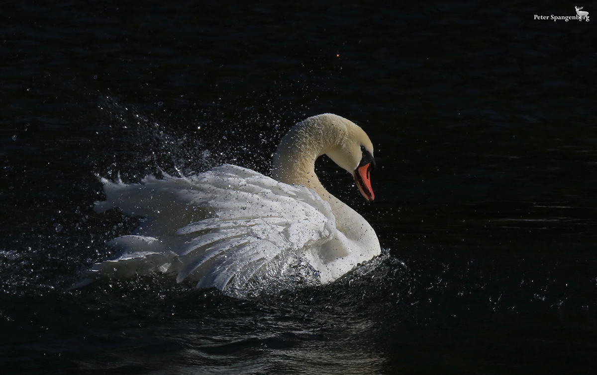 Höckerschwan