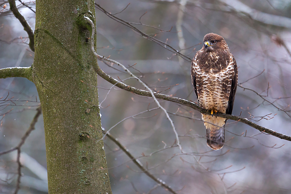 ~ Im Winterwald ~