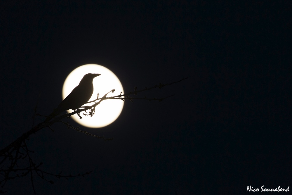 Im Vollmond