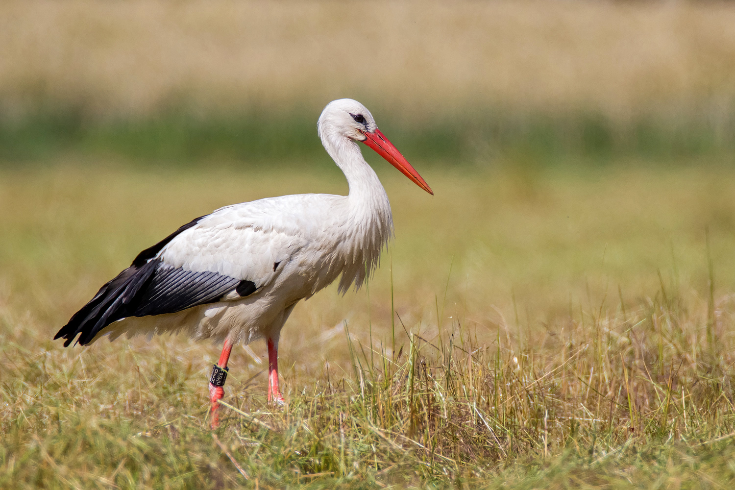 Storch bei der Heuernte