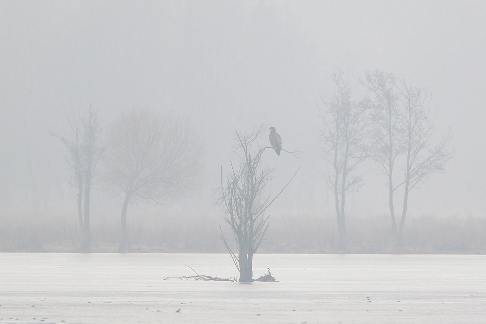 Junger Seeadler