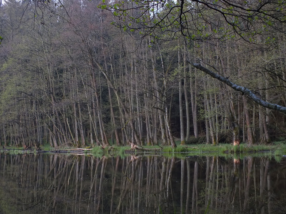 Kleiner See mit Biberspuren