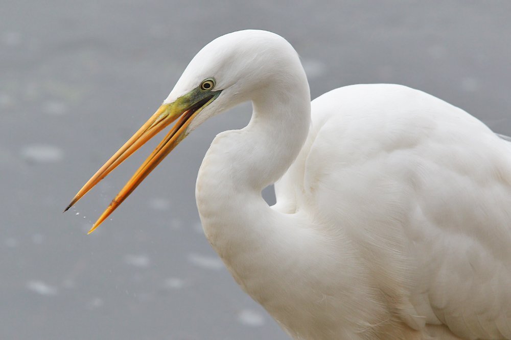 Silberreiherportrait