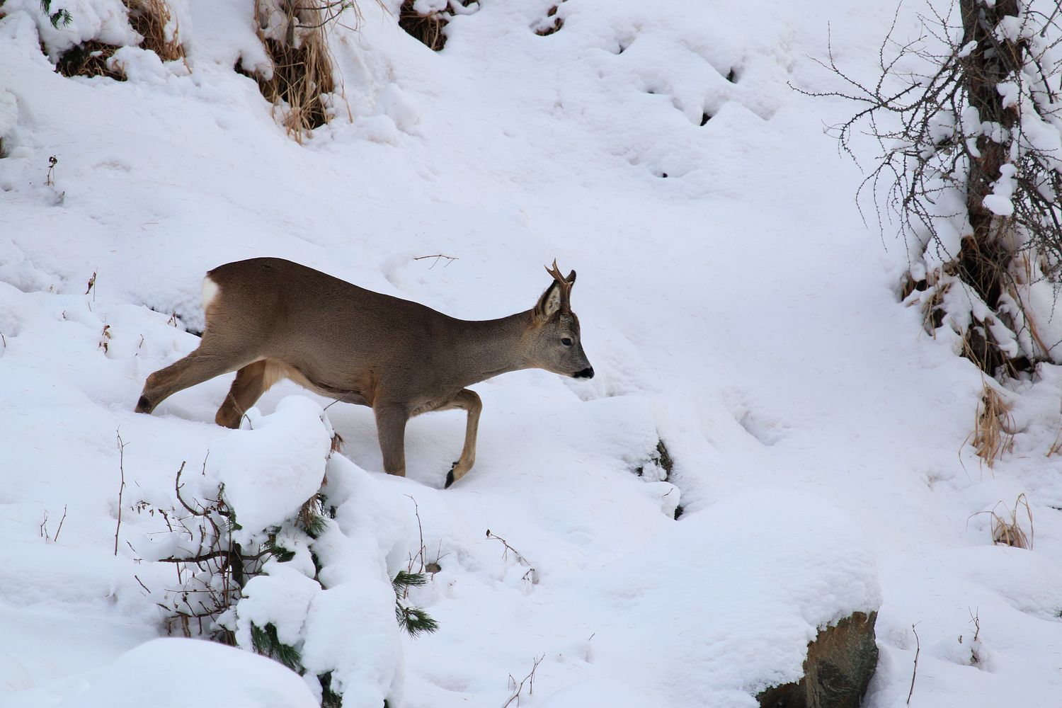Rehbock im Bergwald