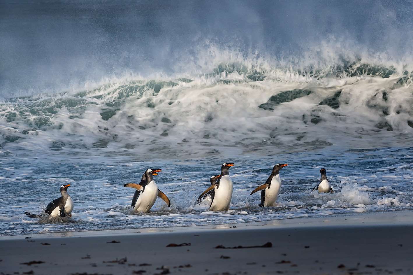 Gentoo Pinguine