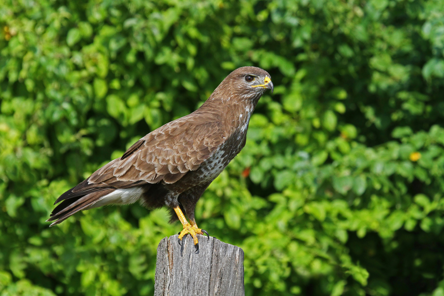 Mäusebussard