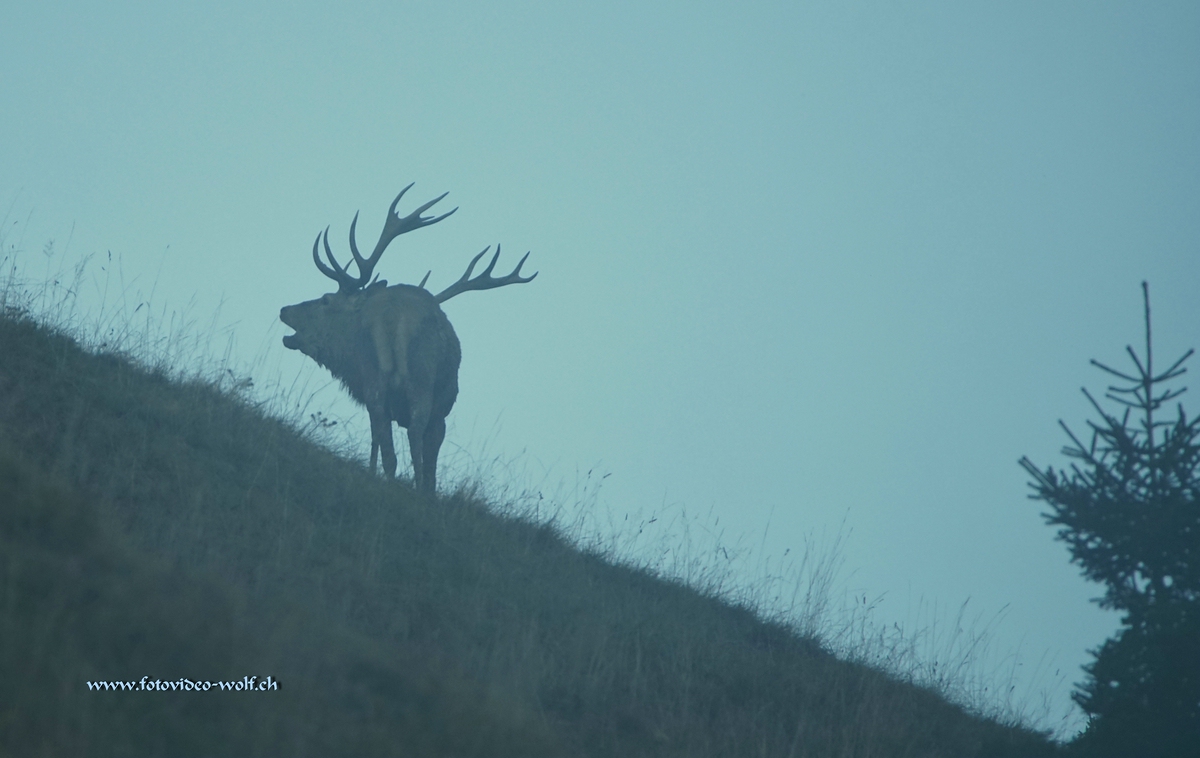 Der Alte im Nebel