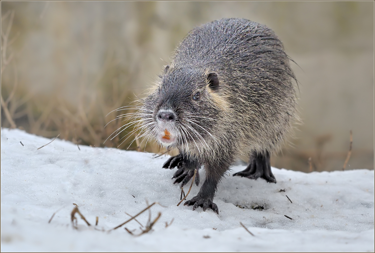 *Nutria_2*