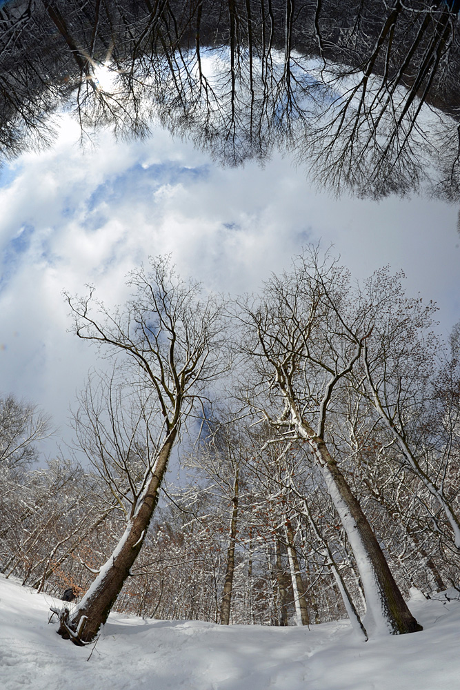 Winterwald