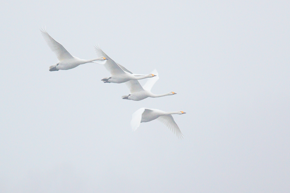 Singschwäne im Flug