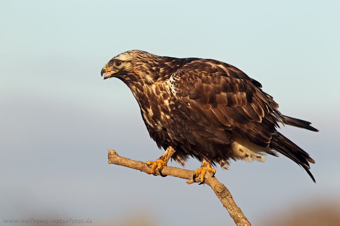 Raufußbussard