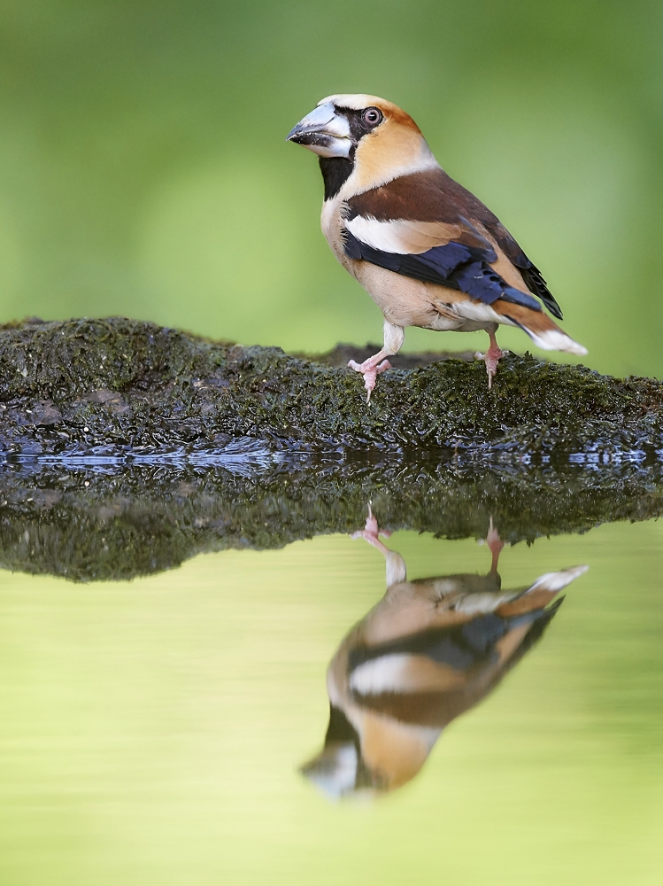 wasserscheu