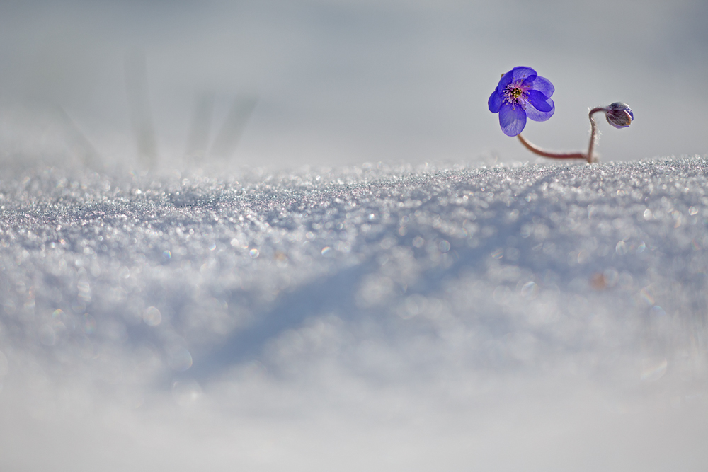 Frühling oder Winter ?