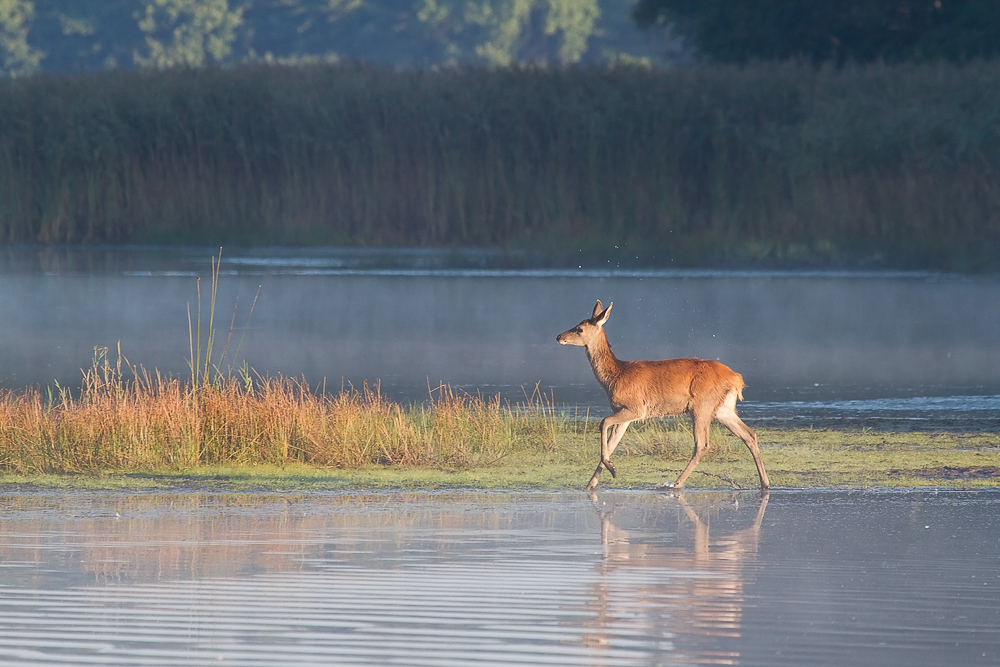 Rotwildkalb am Morgen