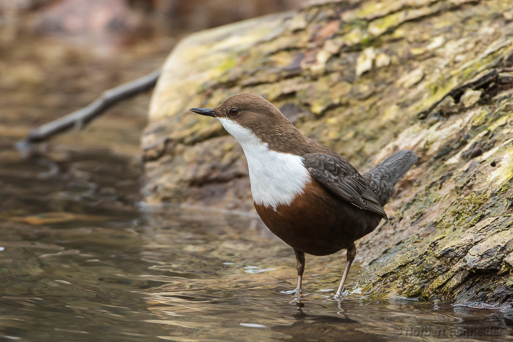 Wasseramsel