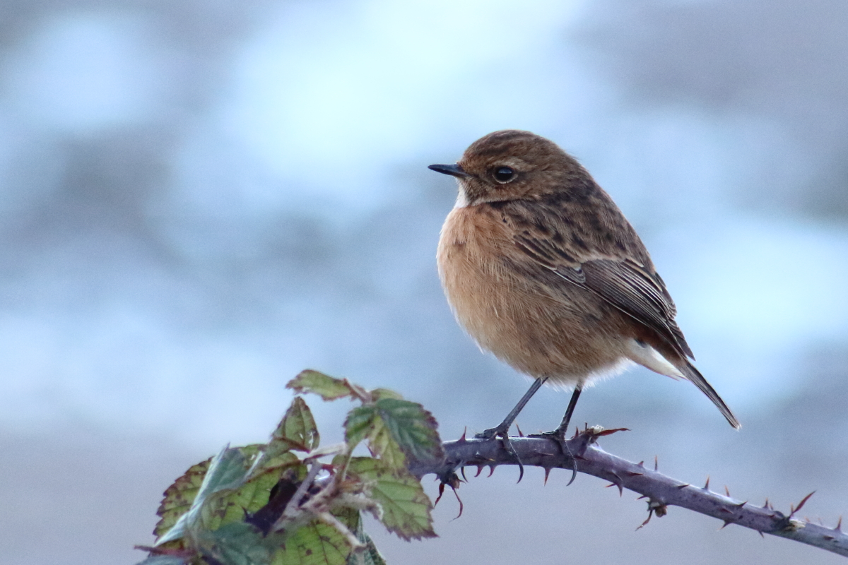 Frau Stonechat ist neugierig