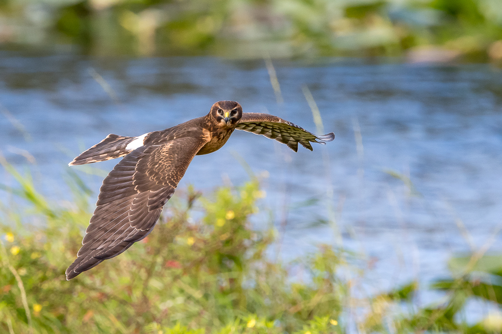 Northern Harrier