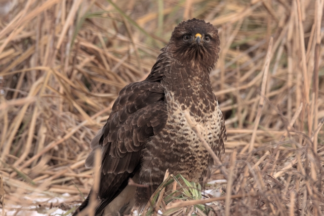 Kampf Bussard