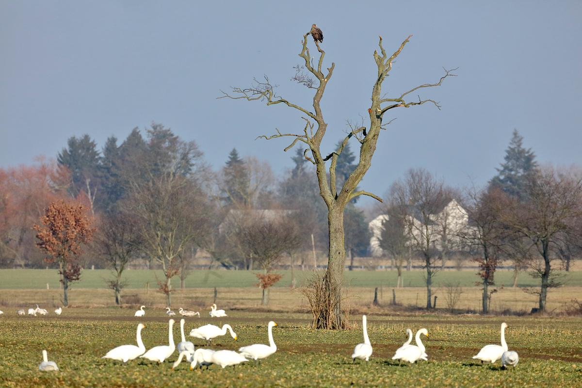 In Zeiten der Vogelgrippe...