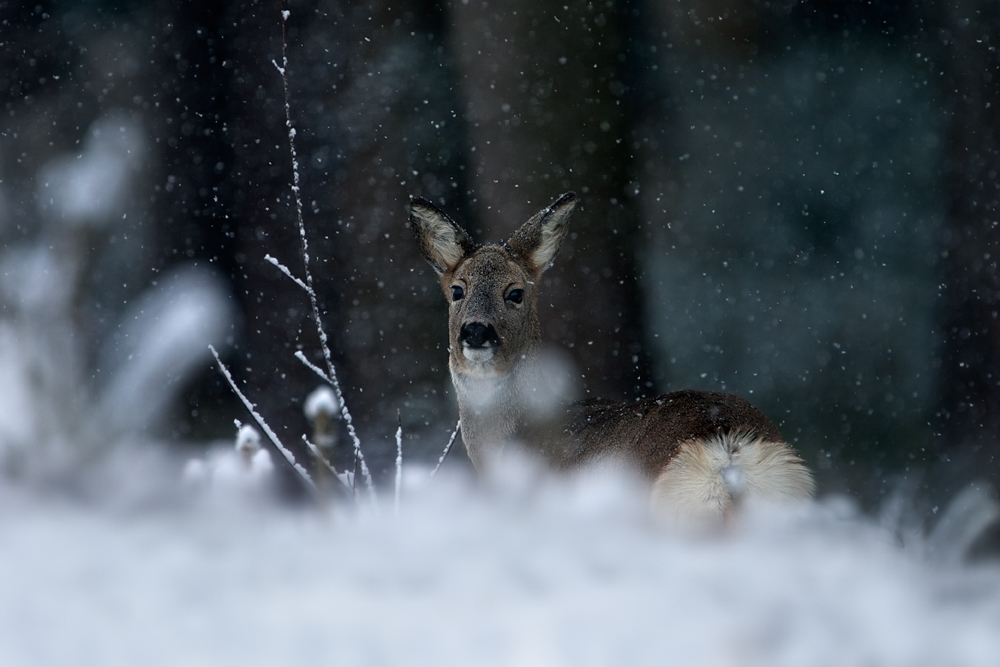 Im verschneiten Winterwald