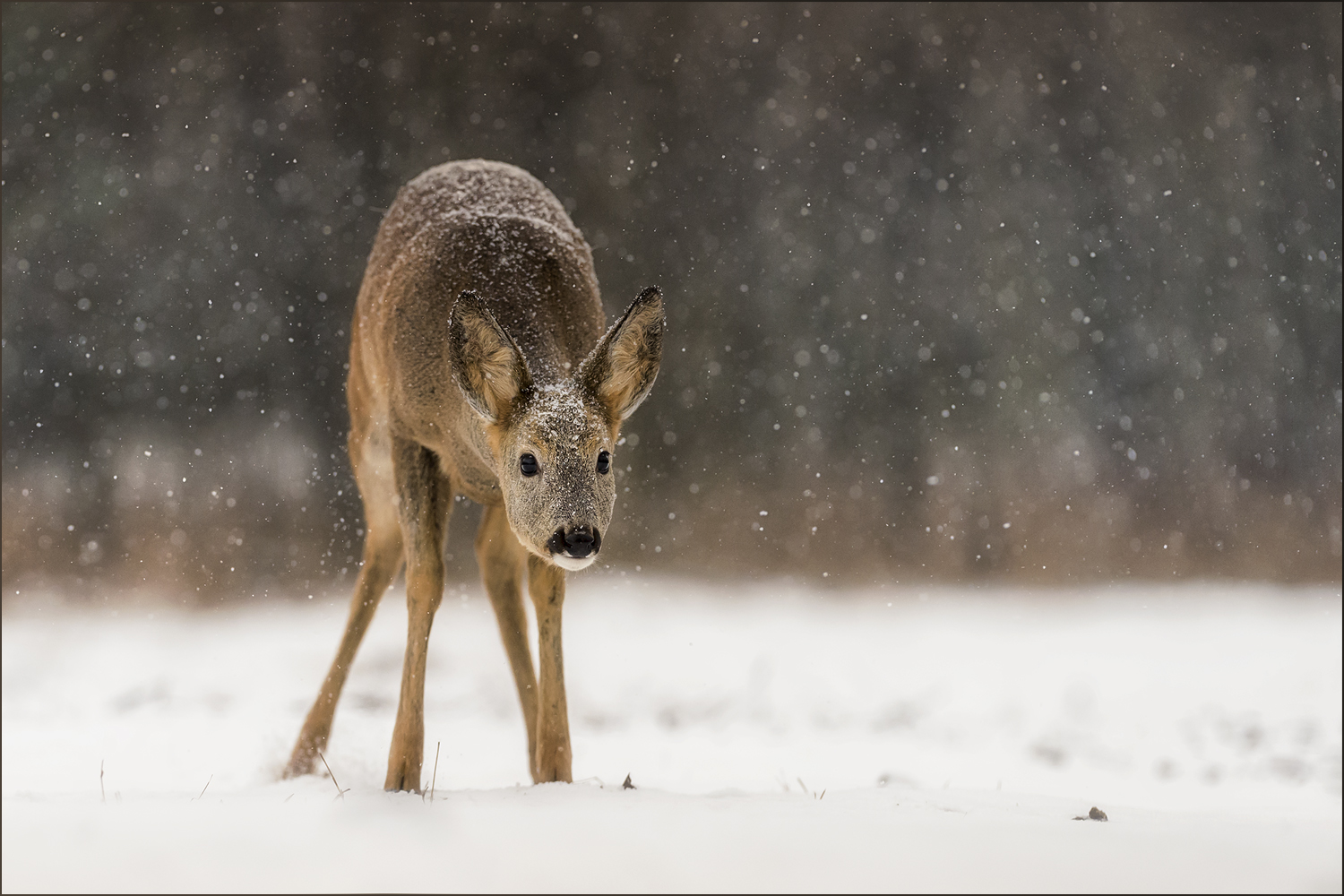 Bambi