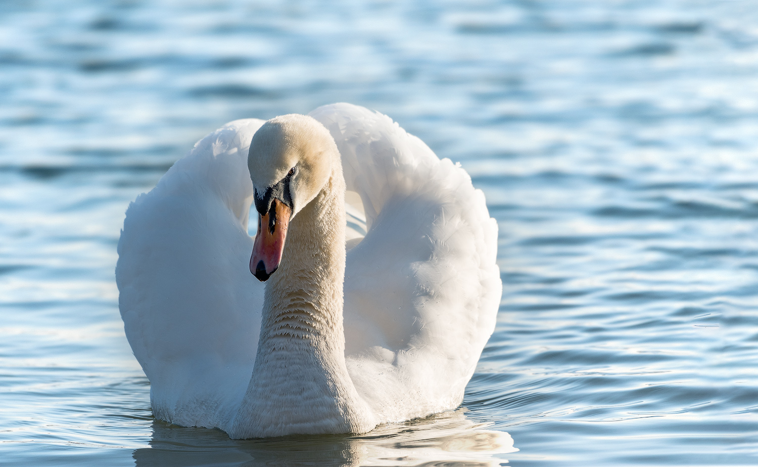 Schwan bei der Balz