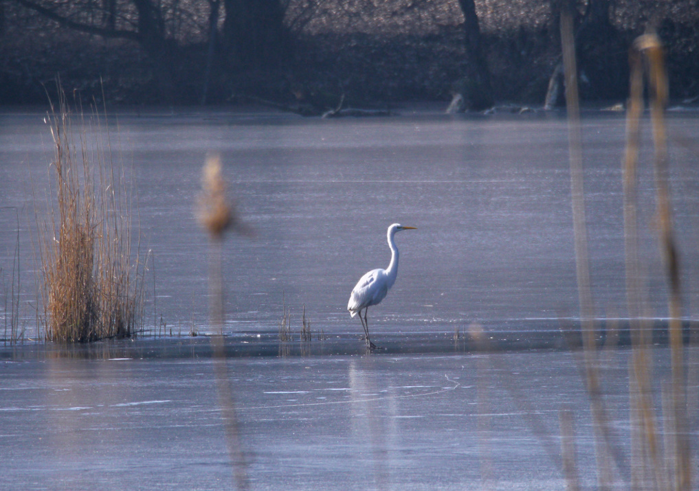 Eisreiher