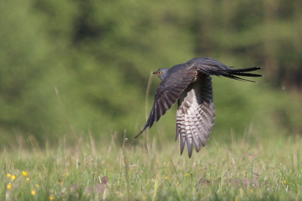 So buckelig fliegt nur einer . . .