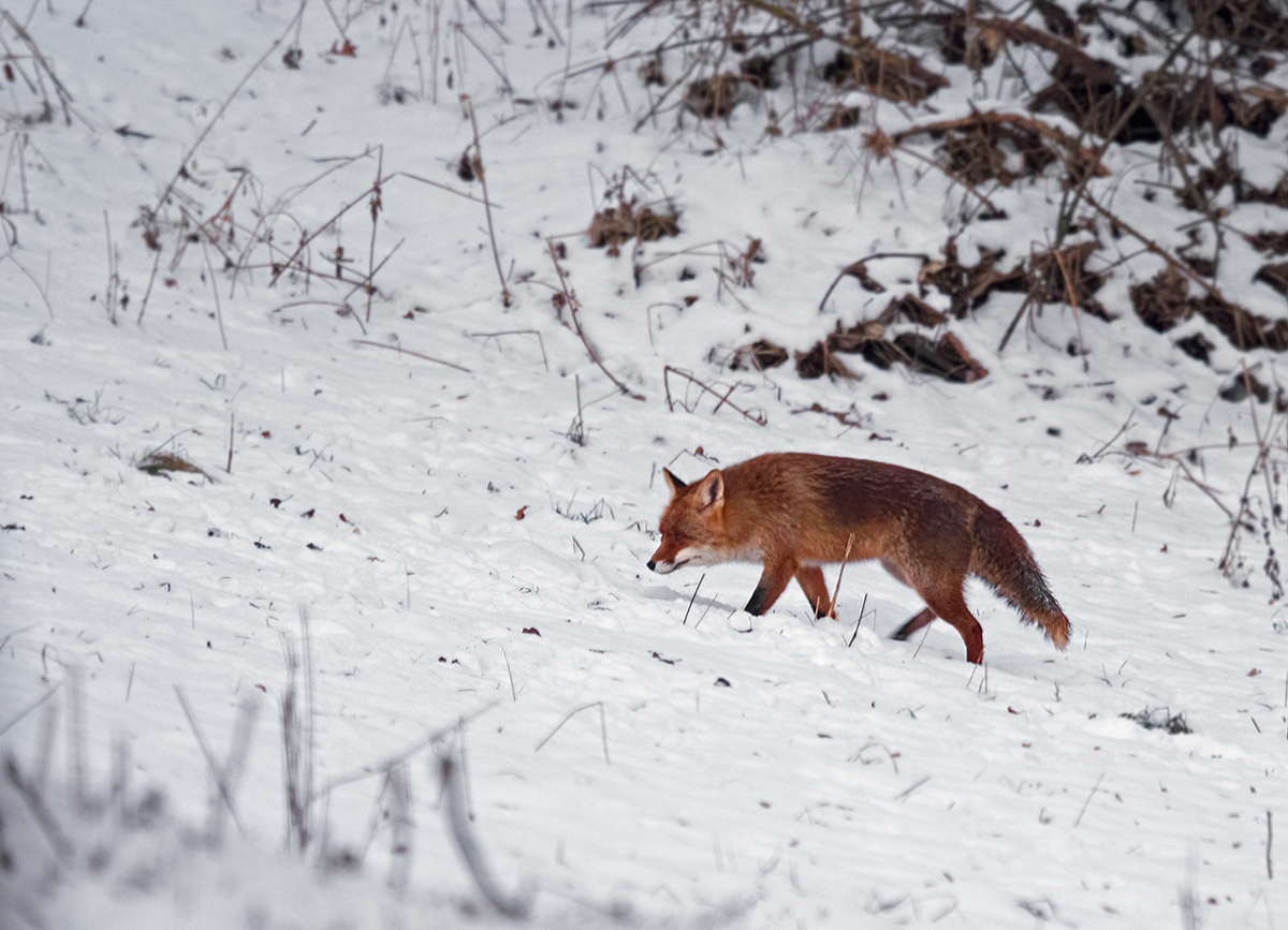 Mein Winterfuchs