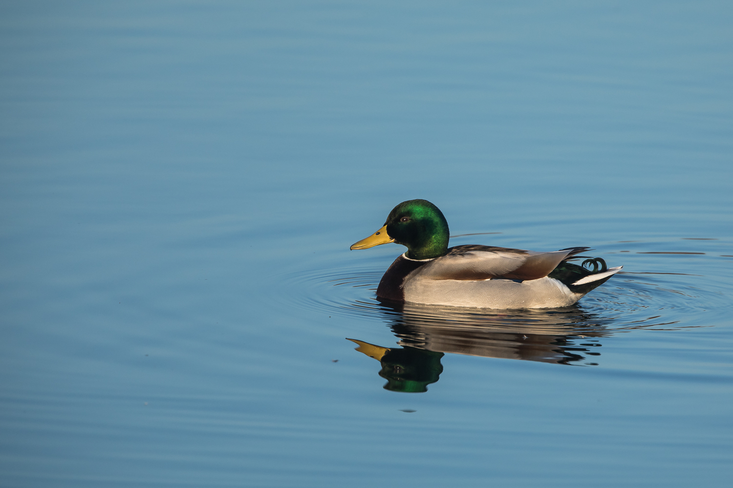 Stockente