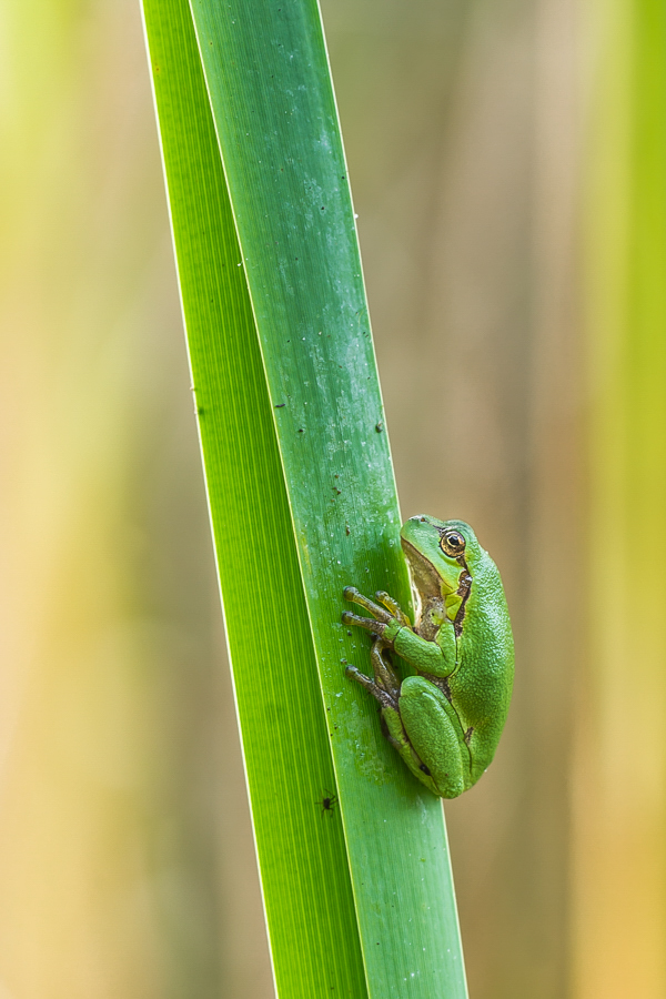 Ein Laubfrosch