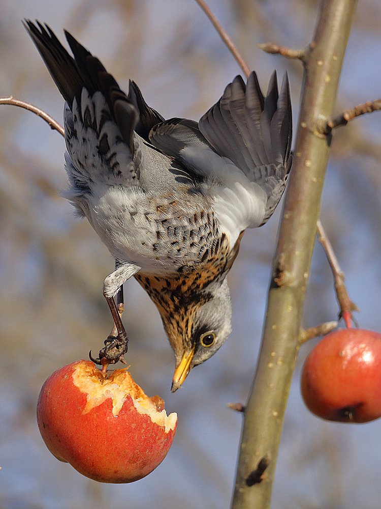 One apple the day::::