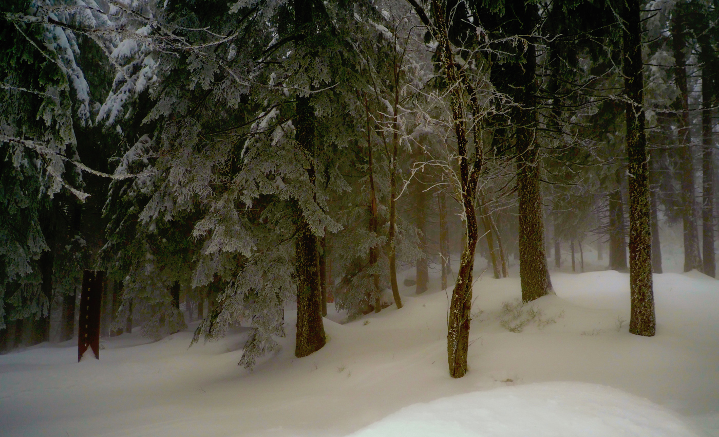 Winterwald