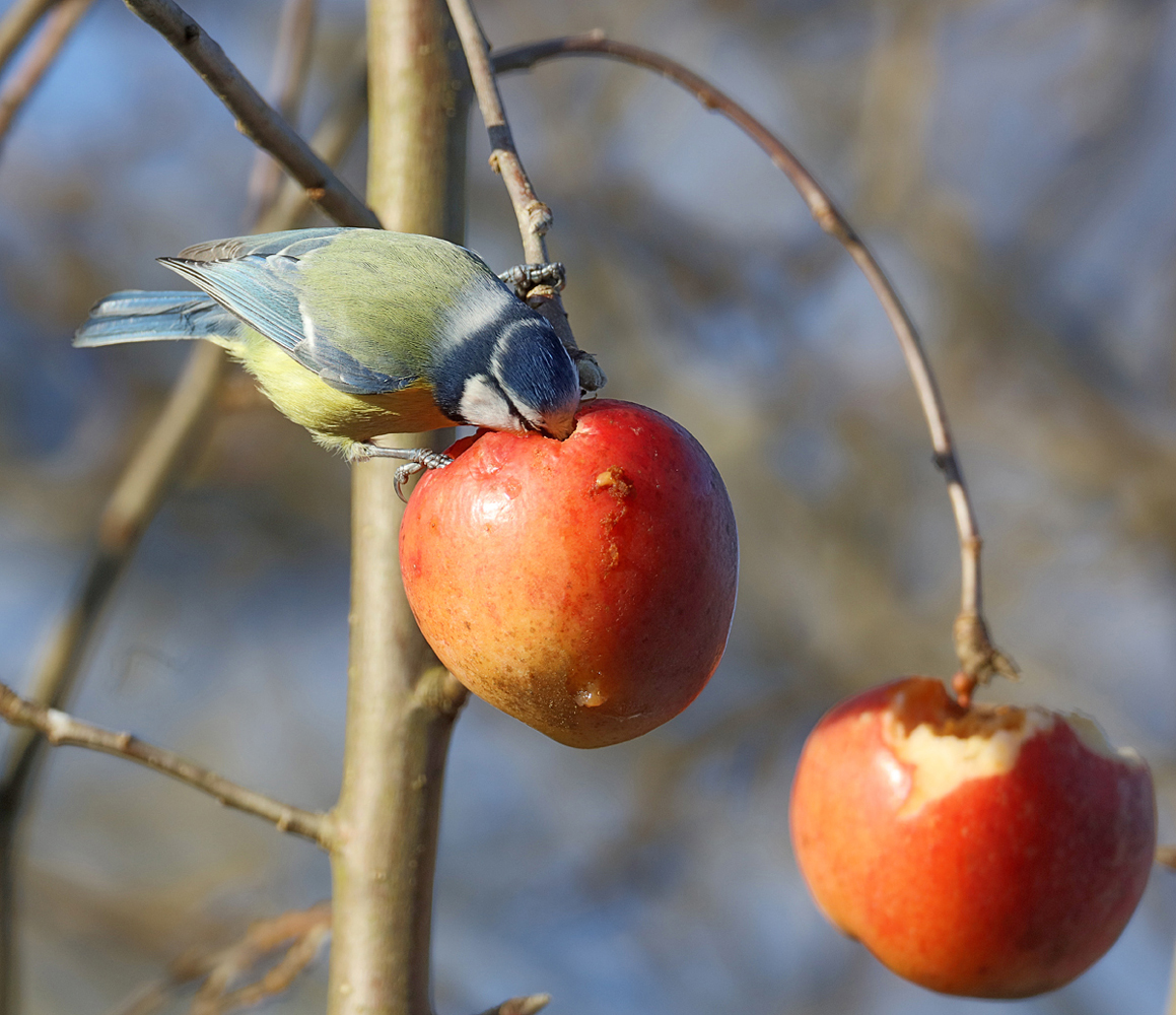 DIese vorgestrige Blaumeise...