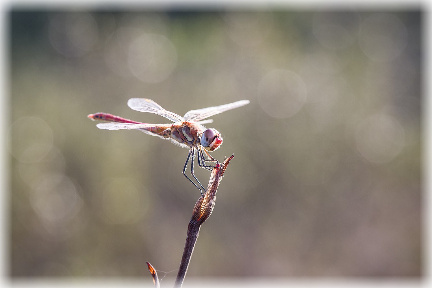 Heide Libelle