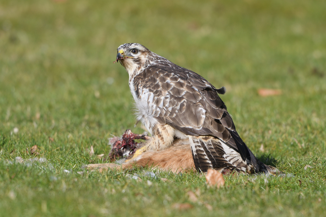 Bussard