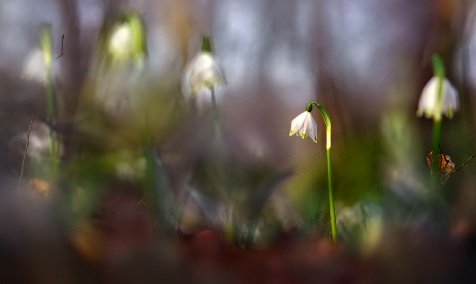 Im Märzenbecherwald ...,