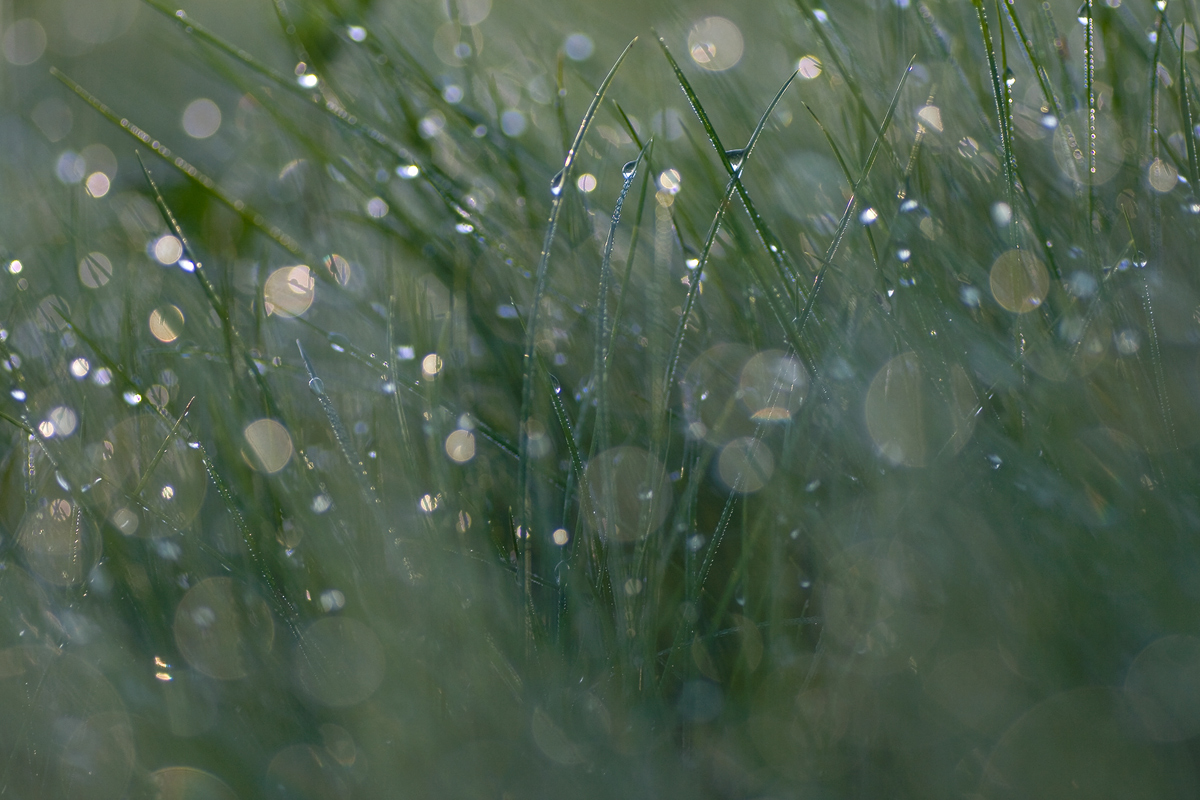 Licht, Gras und Flares