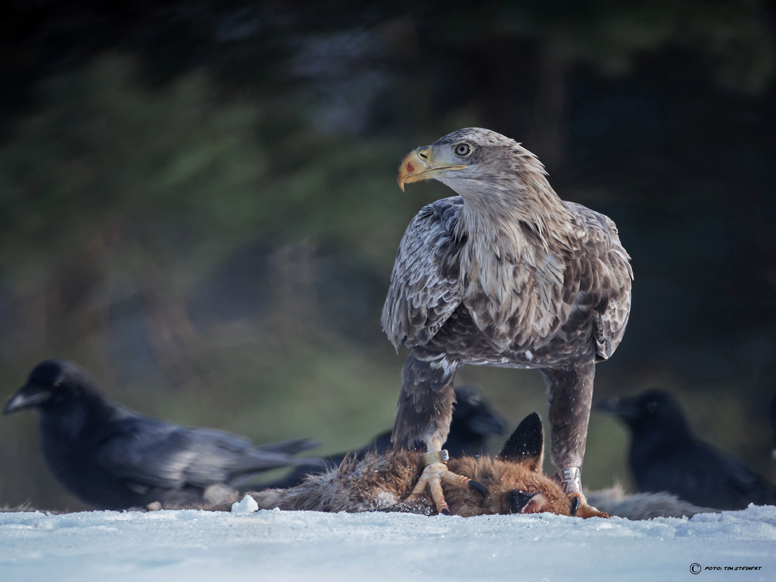 Seeadler