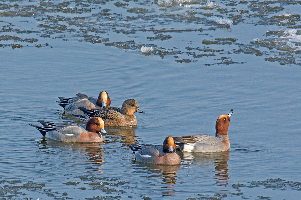 Wintergäste auf der Elbe.