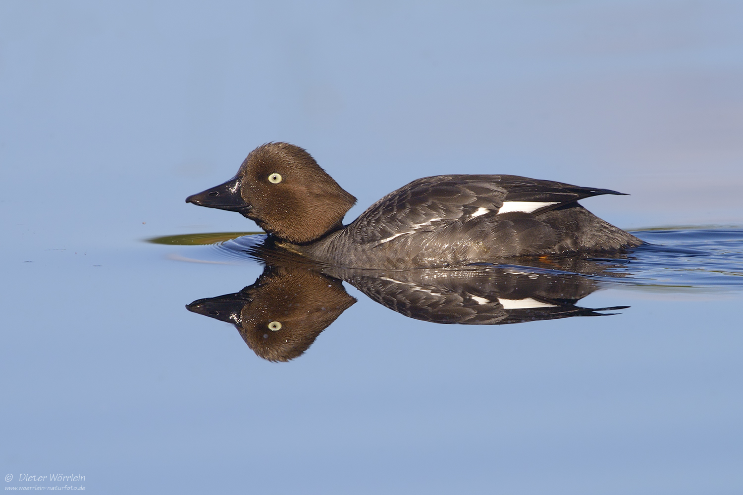 Schellente (Forum für Naturfotografen)