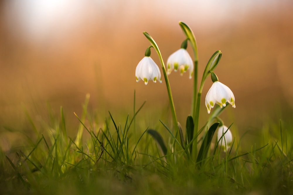 Frühlingsgefühle (Forum für Naturfotografen)