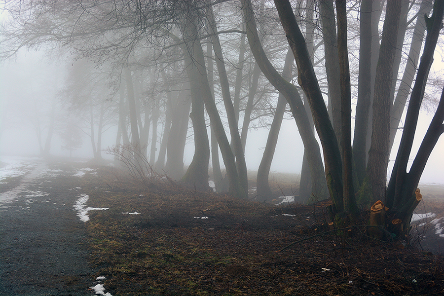 Nebelmorgen